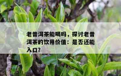 老普洱茶能喝吗，探讨老普洱茶的饮用价值：是否还能入口？