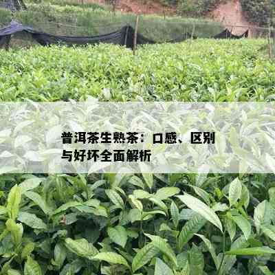 普洱茶生熟茶：口感、区别与好坏全面解析