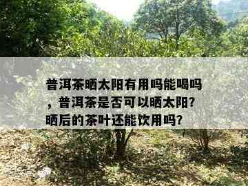 普洱茶晒太阳有用吗能喝吗，普洱茶是否可以晒太阳？晒后的茶叶还能饮用吗？