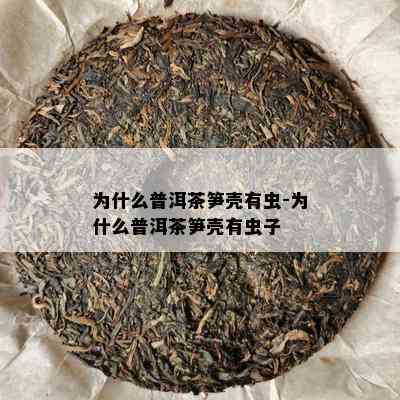 为什么普洱茶笋壳有虫-为什么普洱茶笋壳有虫子