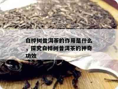 白桦树普洱茶的作用是什么，探究白桦树普洱茶的神奇功效