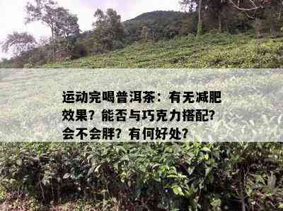 运动完喝普洱茶：有无减肥效果？能否与巧克力搭配？会不会胖？有何好处？