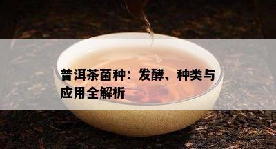 普洱茶菌种：发酵、种类与应用全解析