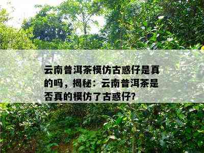 云南普洱茶模仿古惑仔是真的吗，揭秘：云南普洱茶是否真的模仿了古惑仔？