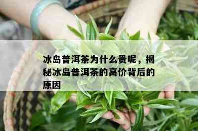 冰岛普洱茶为什么贵呢，揭秘冰岛普洱茶的高价背后的原因