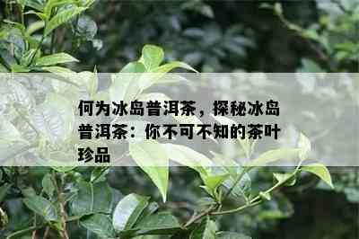 何为冰岛普洱茶，探秘冰岛普洱茶：你不可不知的茶叶珍品