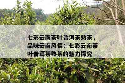 七彩云南茶叶普洱茶熟茶，品味云南风情：七彩云南茶叶普洱茶熟茶的魅力探究