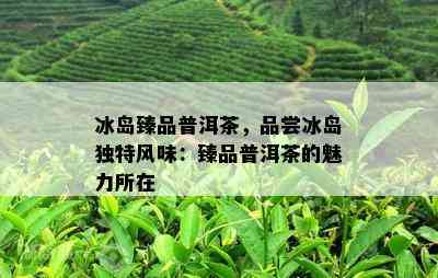 冰岛臻品普洱茶，品尝冰岛独特风味：臻品普洱茶的魅力所在