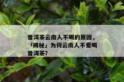 普洱茶云南人不喝的原因，「揭秘」为何云南人不爱喝普洱茶？