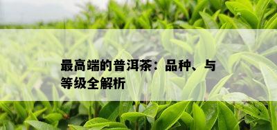 更高端的普洱茶：品种、与等级全解析