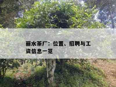 丽水茶厂：位置、招聘与工资信息一览