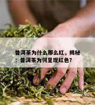 普洱茶为什么那么红，揭秘：普洱茶为何呈现红色？