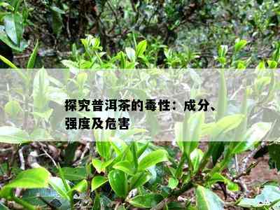 探究普洱茶的性：成分、强度及危害