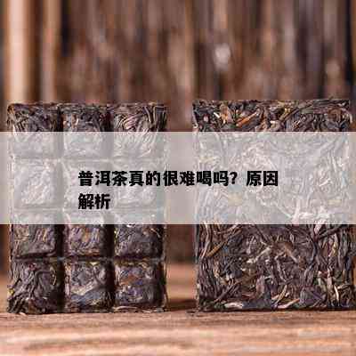 普洱茶真的很难喝吗？原因解析