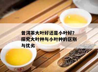 普洱茶大叶好还是小叶好？探究大叶种与小叶种的区别与优劣