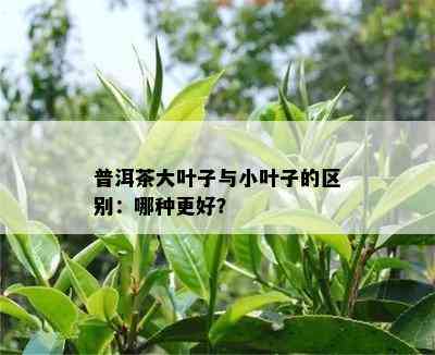 普洱茶大叶子与小叶子的区别：哪种更好？