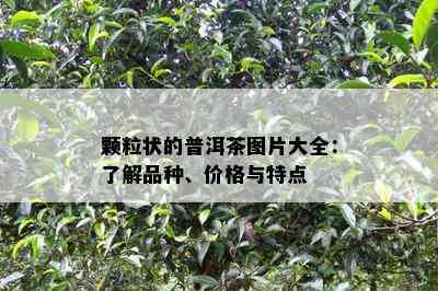 颗粒状的普洱茶图片大全：了解品种、价格与特点