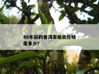 40年前的普洱茶拍卖价格是多少？