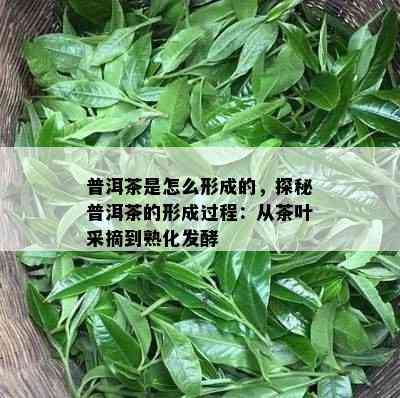 普洱茶是怎么形成的，探秘普洱茶的形成过程：从茶叶采摘到熟化发酵