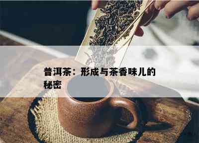 普洱茶：形成与茶香味儿的秘密