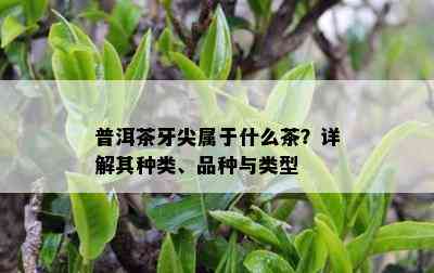 普洱茶牙尖属于什么茶？详解其种类、品种与类型