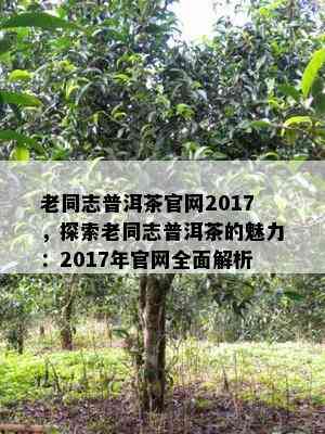 老同志普洱茶官网2017，探索老同志普洱茶的魅力：2017年官网全面解析