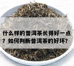 什么样的普洱茶长得好一点？如何判断普洱茶的好坏？