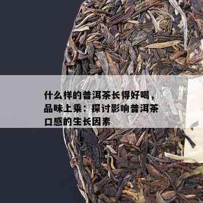 什么样的普洱茶长得好喝，品味上乘：探讨影响普洱茶口感的生长因素