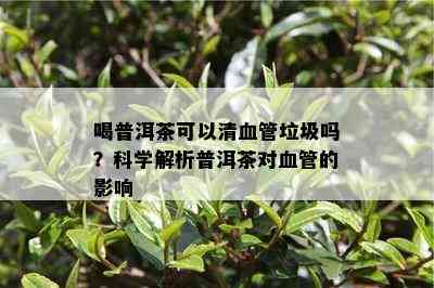 喝普洱茶可以清血管垃圾吗？科学解析普洱茶对血管的影响