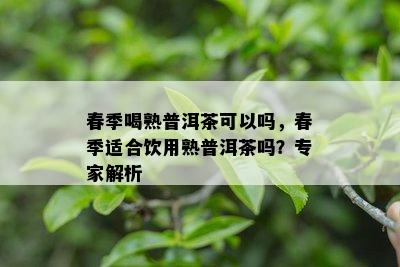 春季喝熟普洱茶可以吗，春季适合饮用熟普洱茶吗？专家解析