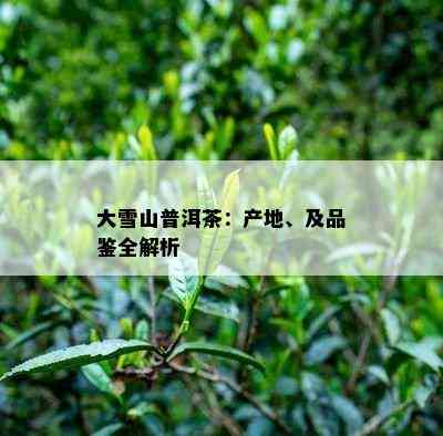 大雪山普洱茶：产地、及品鉴全解析