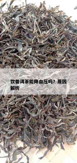 饮普洱茶能降血压吗？原因解析