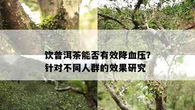 饮普洱茶能否有效降血压？针对不同人群的效果研究