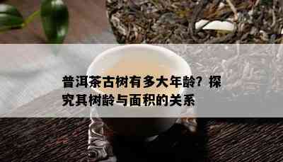 普洱茶古树有多大年龄？探究其树龄与面积的关系