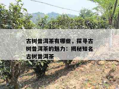 古树普洱茶有哪些，探寻古树普洱茶的魅力：揭秘知名古树普洱茶