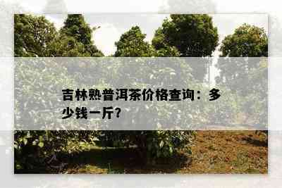 吉林熟普洱茶价格查询：多少钱一斤？