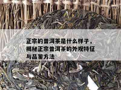 正宗的普洱茶是什么样子，揭秘正宗普洱茶的外观特征与品鉴方法