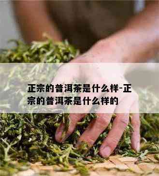 正宗的普洱茶是什么样-正宗的普洱茶是什么样的