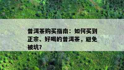 普洱茶购买指南：如何买到正宗、好喝的普洱茶，避免被坑？