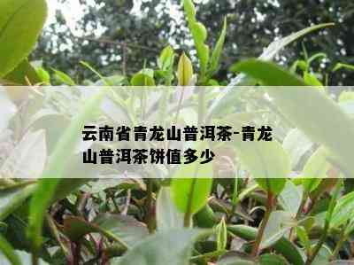 云南省青龙山普洱茶-青龙山普洱茶饼值多少