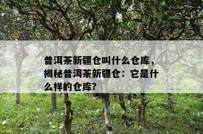 普洱茶新疆仓叫什么仓库，揭秘普洱茶新疆仓：它是什么样的仓库？