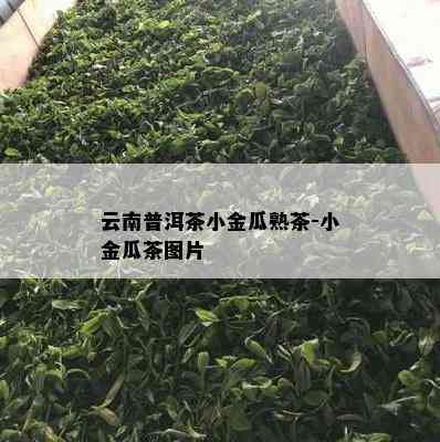 云南普洱茶小金瓜熟茶-小金瓜茶图片