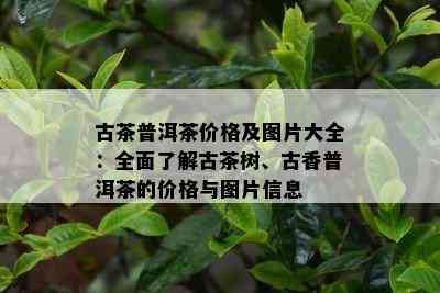 古茶普洱茶价格及图片大全：全面了解古茶树、古香普洱茶的价格与图片信息