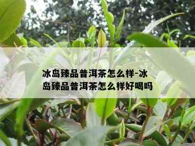 冰岛臻品普洱茶怎么样-冰岛臻品普洱茶怎么样好喝吗