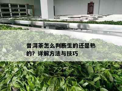 普洱茶怎么判断生的还是熟的？详解方法与技巧