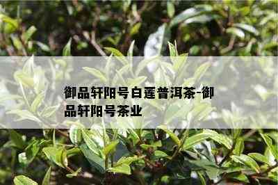 御品轩阳号白莲普洱茶-御品轩阳号茶业