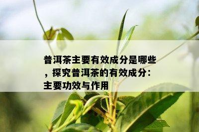 普洱茶主要有效成分是哪些，探究普洱茶的有效成分：主要功效与作用