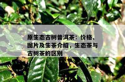 原生态古树普洱茶：价格、图片及生茶介绍，生态茶与古树茶的区别