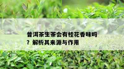 普洱茶生茶会有桂花香味吗？解析其来源与作用