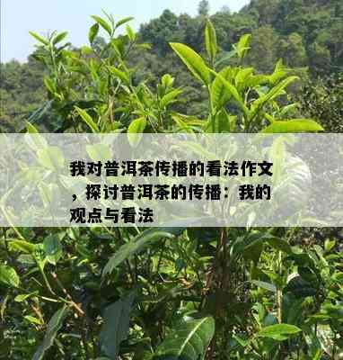 我对普洱茶传播的看法作文，探讨普洱茶的传播：我的观点与看法